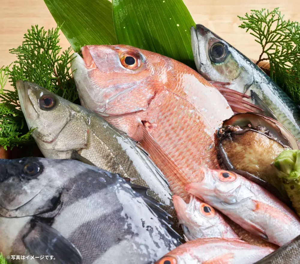 鮮度の高い魚の写真